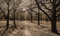 woods (2)